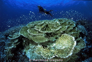 The beauty of the waters of Walea. Indonesia
Photo taken... by Marchione Giacomo 